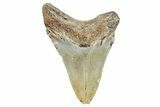 Fossil Megalodon Tooth - North Carolina #245748-1